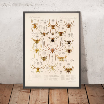 A framed image of 