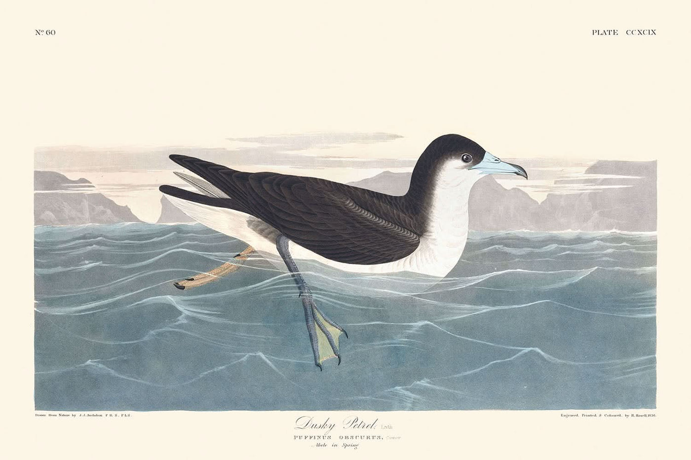 Dusky Petrel by John James Audubon, 1827