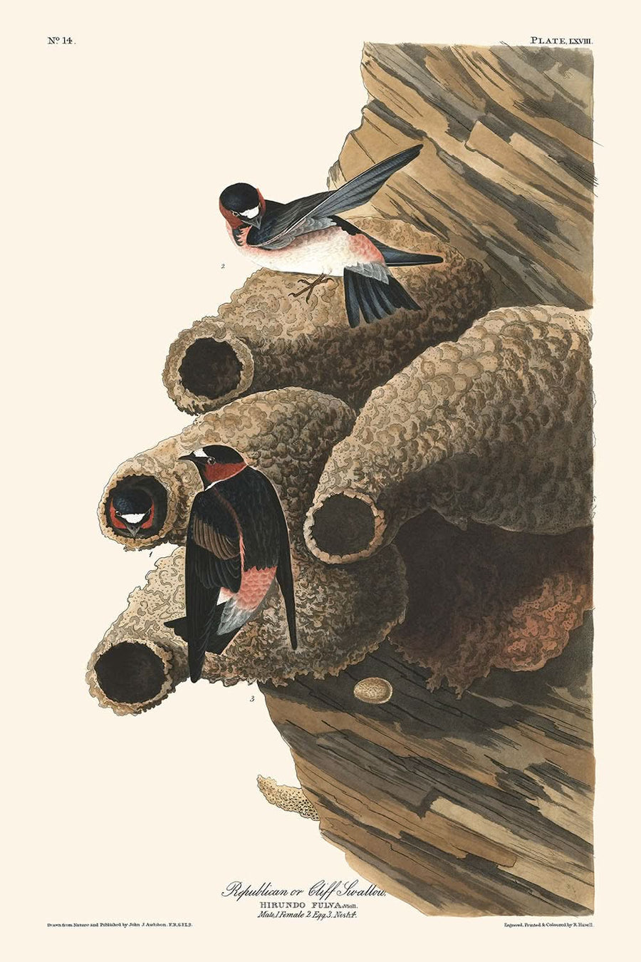 Republikano, o Rondine di Cliff di John James Audubon, 1827 