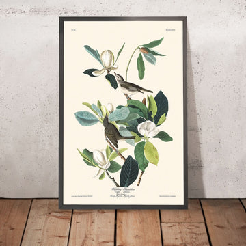 Warbling Flycatcher di John James Audubon, 1827 