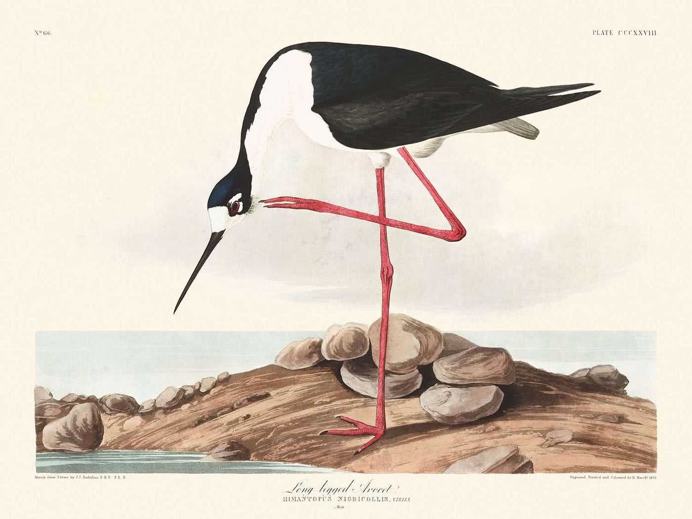 Long-legged Avocet by John James Audubon, 1827