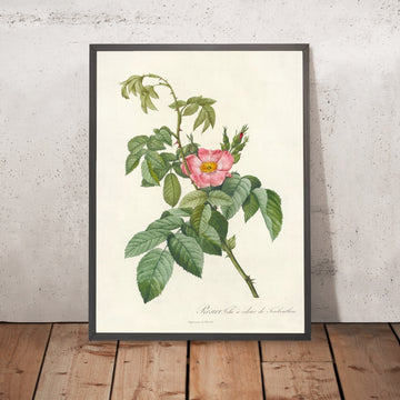 A framed image of Rosa Villosa Therebenthina by Pierre Joseph Redouté, 1817