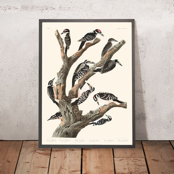 Molti diversi picchi (Tavola 417) di John James Audubon, 1827 