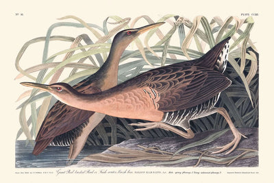 Gallina de pantano de agua dulce, de John James Audubon, 1827