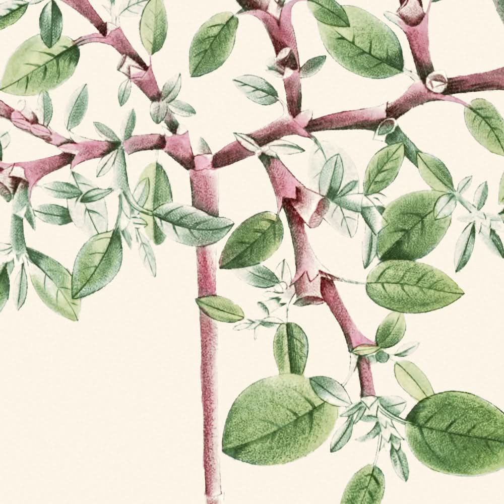 Desert Horsepurslane von Pierre-Joseph Redouté, 1802