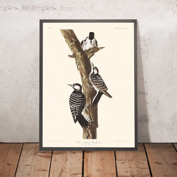 Picchio Rosso di Cockade di John James Audubon, 1827 