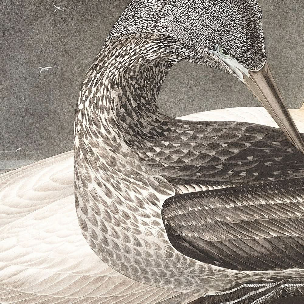 Tölpel von John James Audubon, 1827