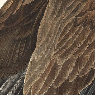 Aigle à tête blanche de John James Audubon, 1827