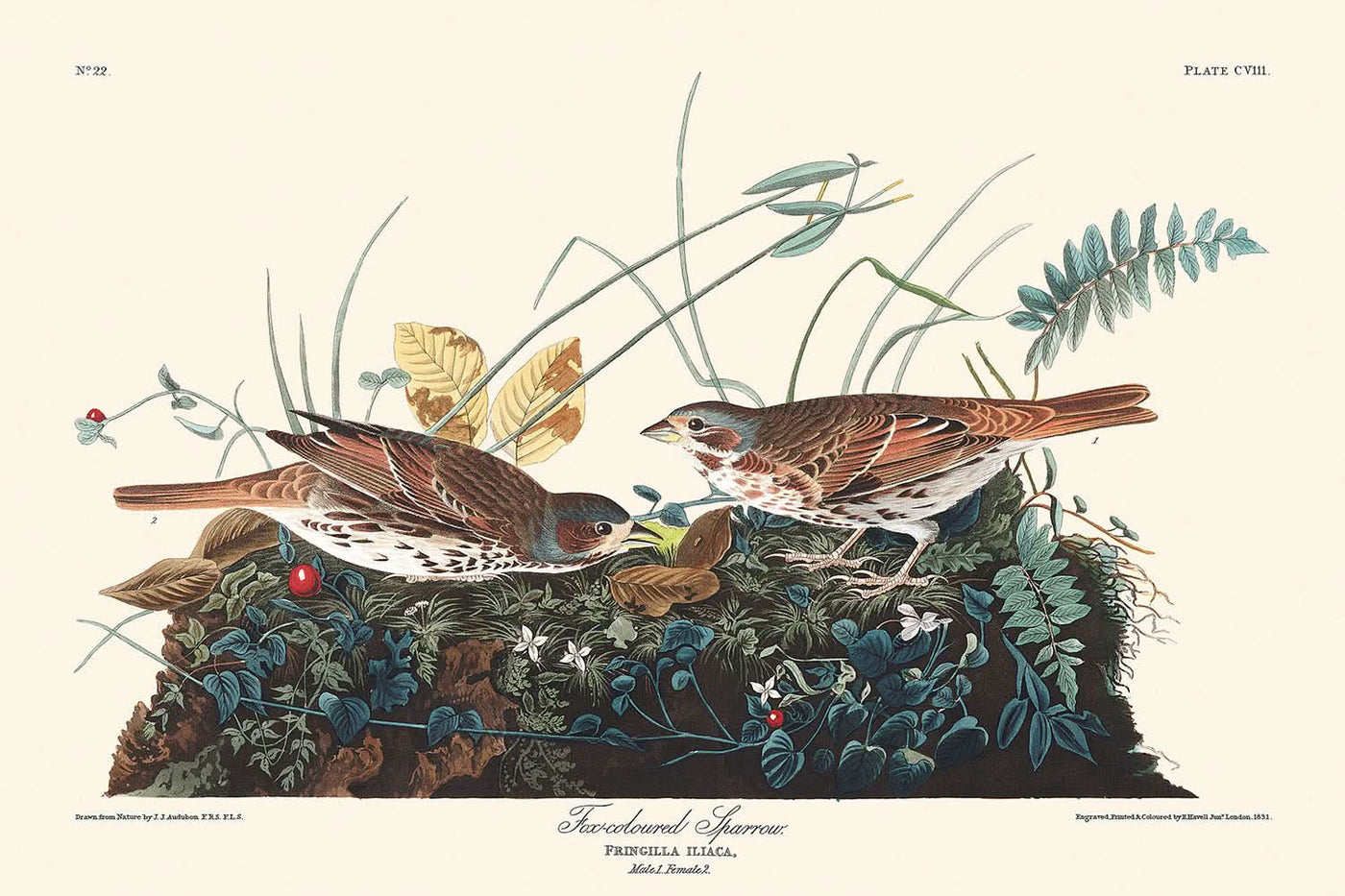 Fox-coloured Sparrow by John James Audubon, 1827