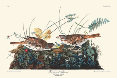 Fuchsfarbener Sperling von John James Audubon, 1827