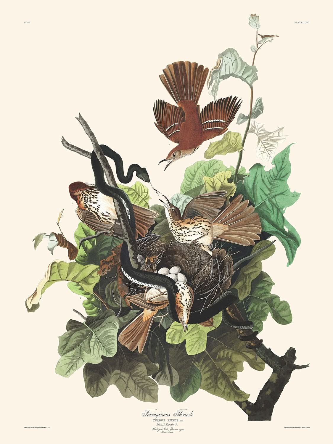 Zorzal ferruginoso, de John James Audubon, 1827