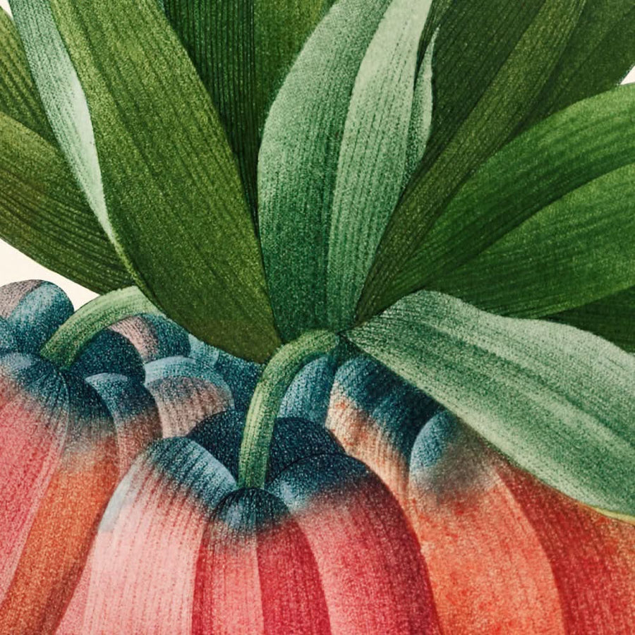 Frittillaria imperialis di Pierre-Joseph Redouté, 1827 