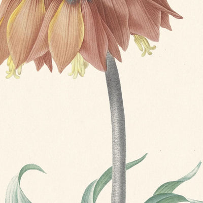 Fritillaria Imperialis de Pierre-Joseph Redouté, 1802