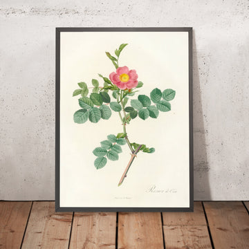 A framed image of Sweet Briar (Rosa rubiginosa cretica) by Pierre Joseph Redouté, 1817