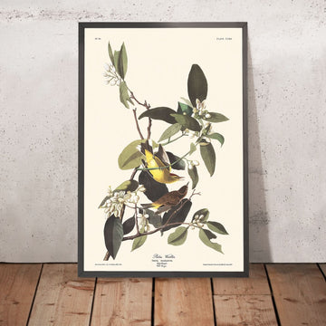 Palm Warbler di John James Audubon, 1827 