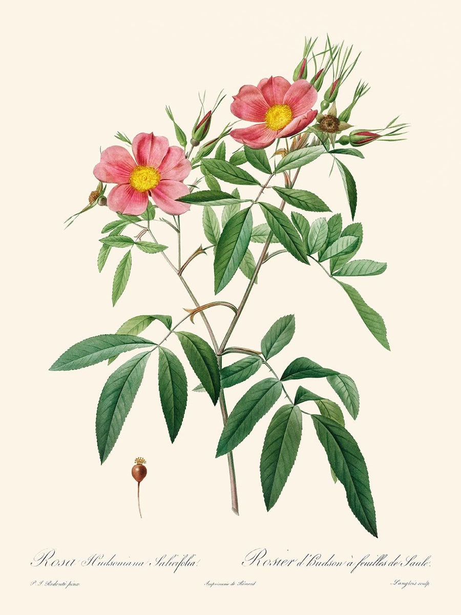 Rosa Hudsoniana Salicifolia di Pierre-Joseph Redouté, 1817 