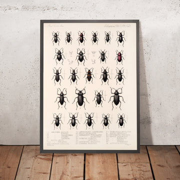 A framed image of 