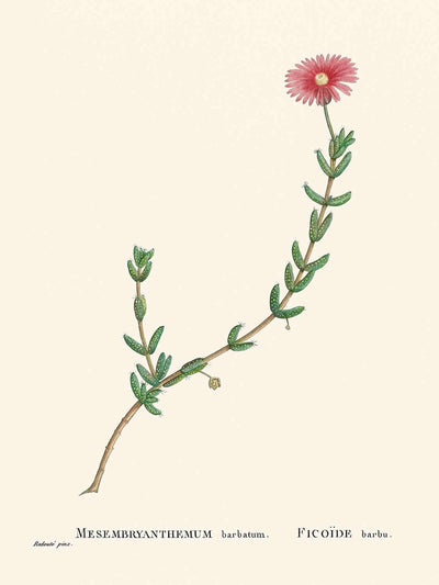 Bärtige Feigenringelblume von Pierre-Joseph Redouté, 1802