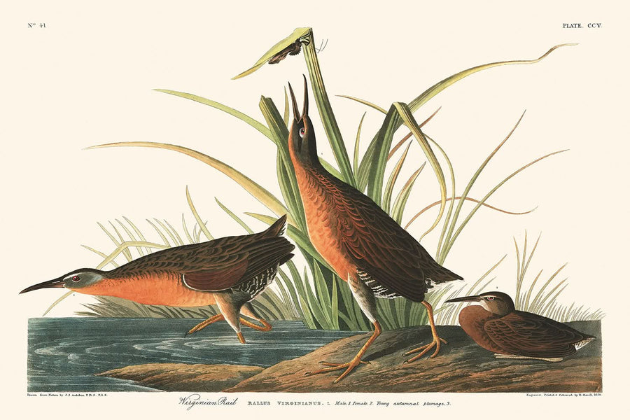 Virginia Rail di John James Audubon, 1827 