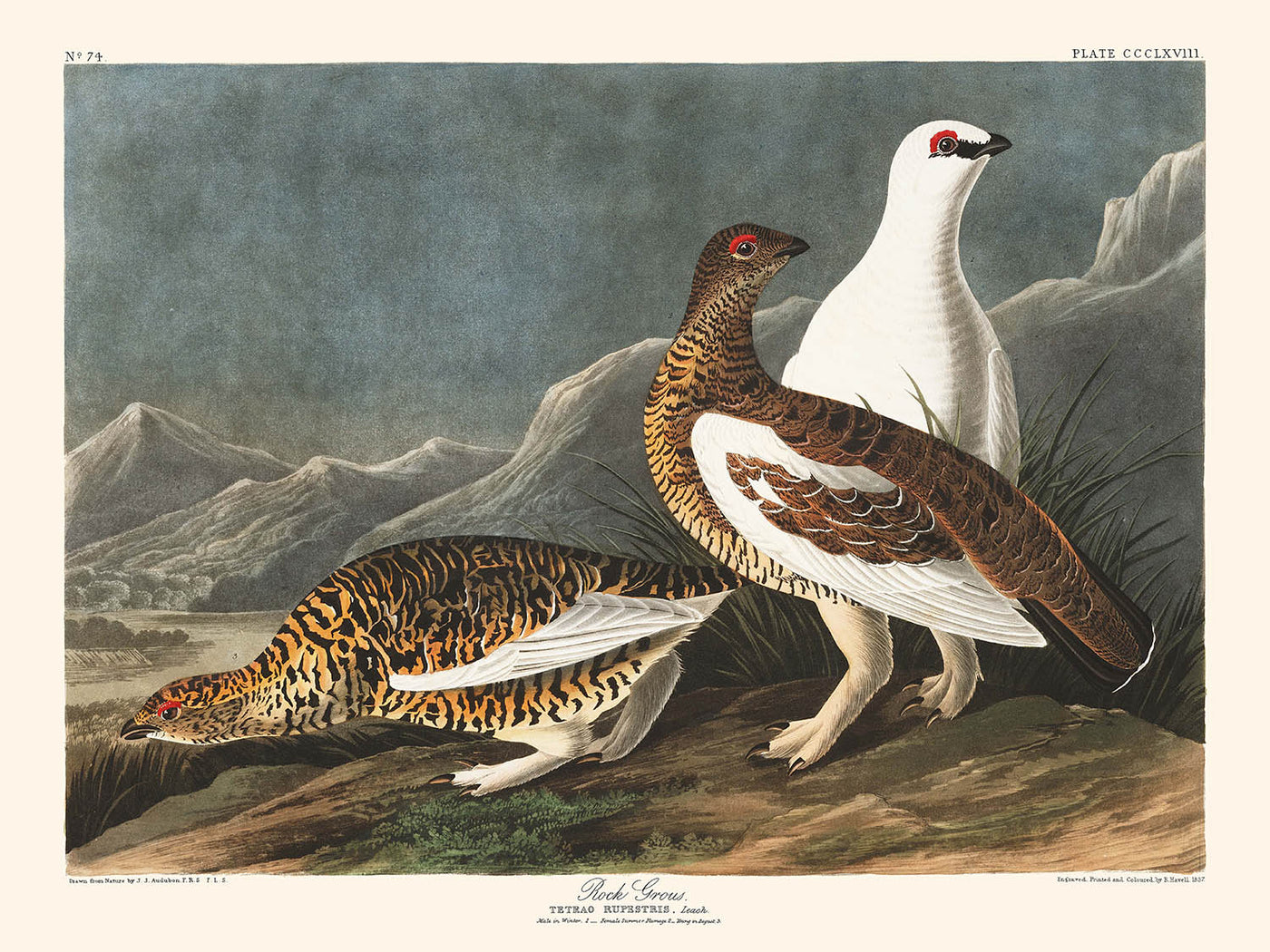 Rock Grouse by John James Audubon, 1827