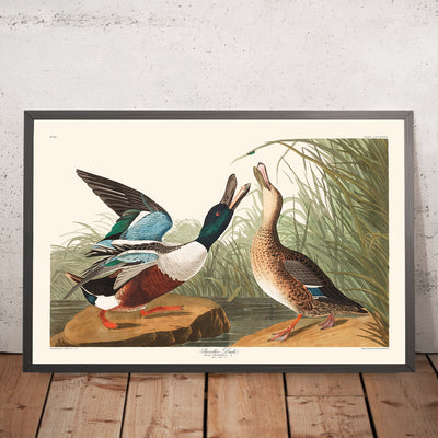 A framed image of Shoveller Duck by John James Audubon, 1827