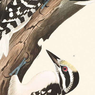 Mariaspecht, Dreizehenspecht, Phillipsspecht, Kanadischer Specht, Harrisspecht, Audubonspecht von John James Audubon, 1827