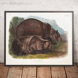 Grizzly Bear (Ursus ferox) by John Woodhouse Audubon, 1845