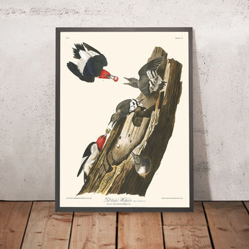 Picchio dalla testa rossa di John James Audubon 1827 