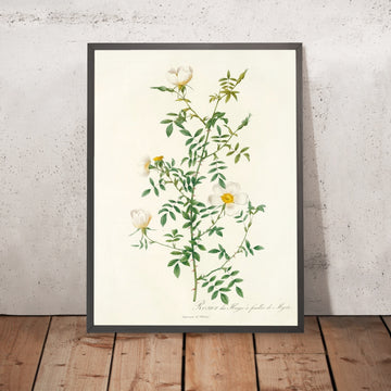 A framed image of Rose (Rosa Sepium Myrti Folia) by Pierre Joseph Redouté, 1817