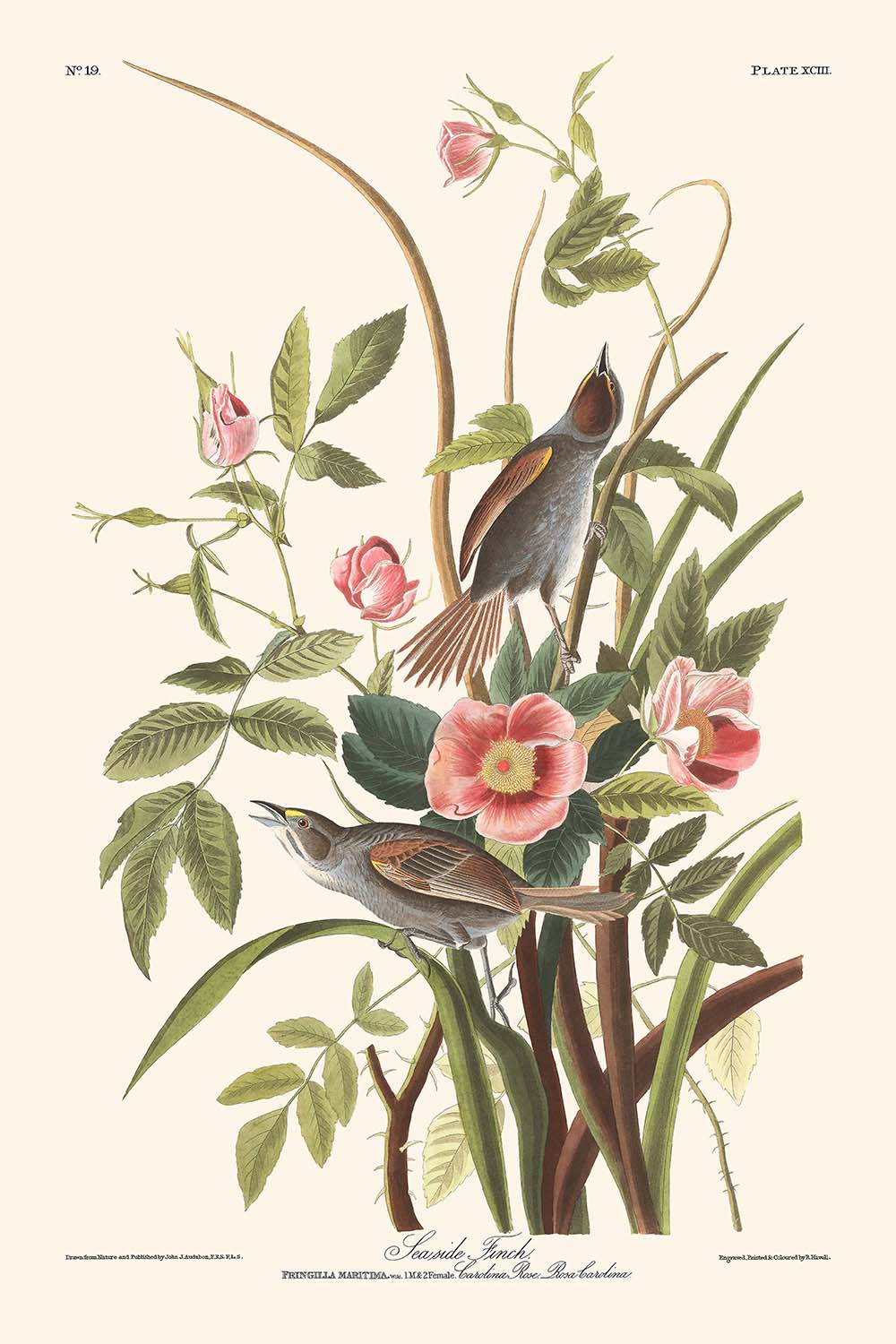 Seaside Finch by John James Audubon, 1827