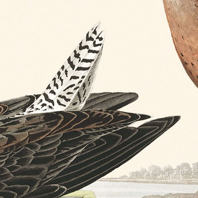 Rotkehlchen-Bekassine von John James Audubon, 1827