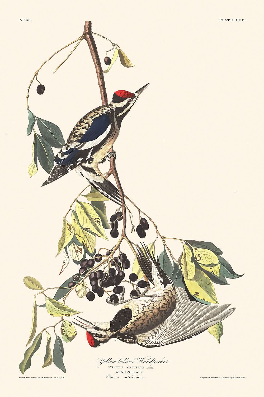 Pájaro carpintero de vientre amarillo, de John James Audubon, 1827