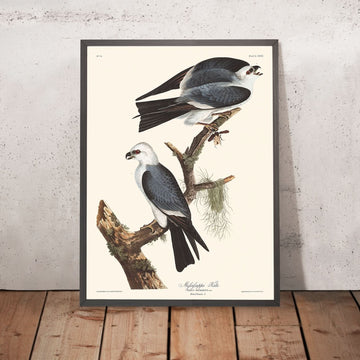 Kite del Mississippi di John James Audubon, 1827 