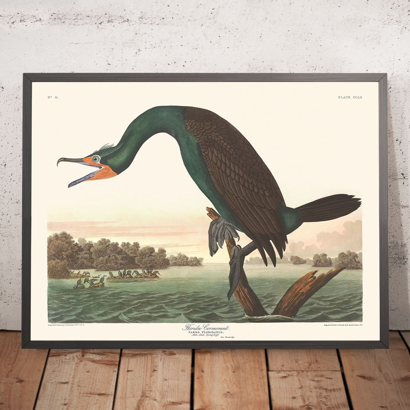 Florida Cormorant by John James Audubon, 1827