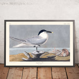 Sterna Sandwich da John James Audubon, 1827 