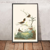 Cincia invernale e Cincia delle rocce di John James Audubon, 1827 