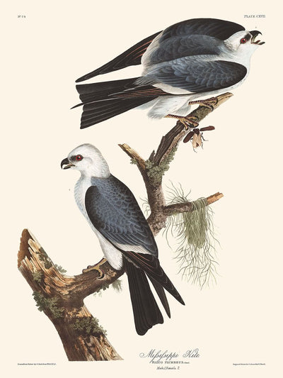 Mississippi Kite by John James Audubon, 1827