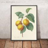 Apricot by Pierre Joseph Redouté, 1827