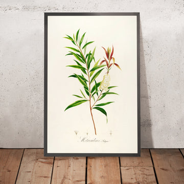 A framed image of Metrosideros saligna (Plate 4) by Pierre Joseph Redouté, 1813