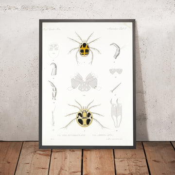 A framed image of 