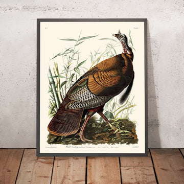 Wild Turkey di John James Audubon, 1827 
