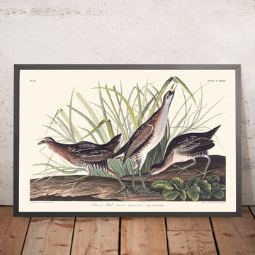 Ein gerahmtes Bild von Sora, oder Rail von John James Audubon, 1827