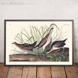 Sora, o Rail di John James Audubon, 1827 
