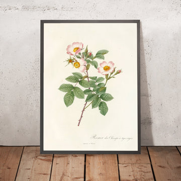 A framed image of Rose (Rosa stylosa) by Pierre Joseph Redouté, 1817