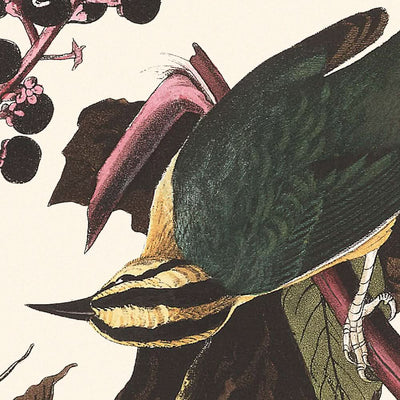 Worm eating Warbler by John James Audubon, 1827