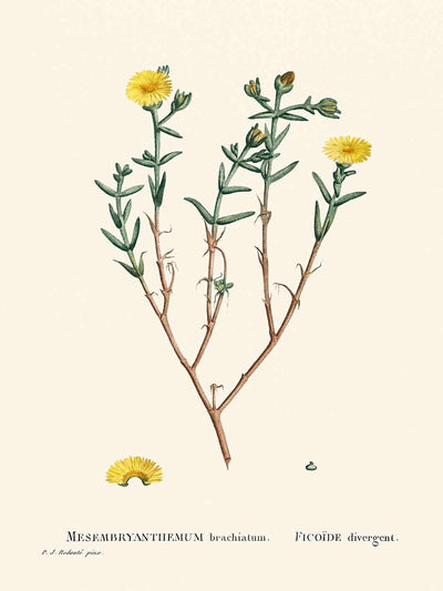 Dreigabelige Feigenringelblume von Pierre-Joseph Redouté, 1802