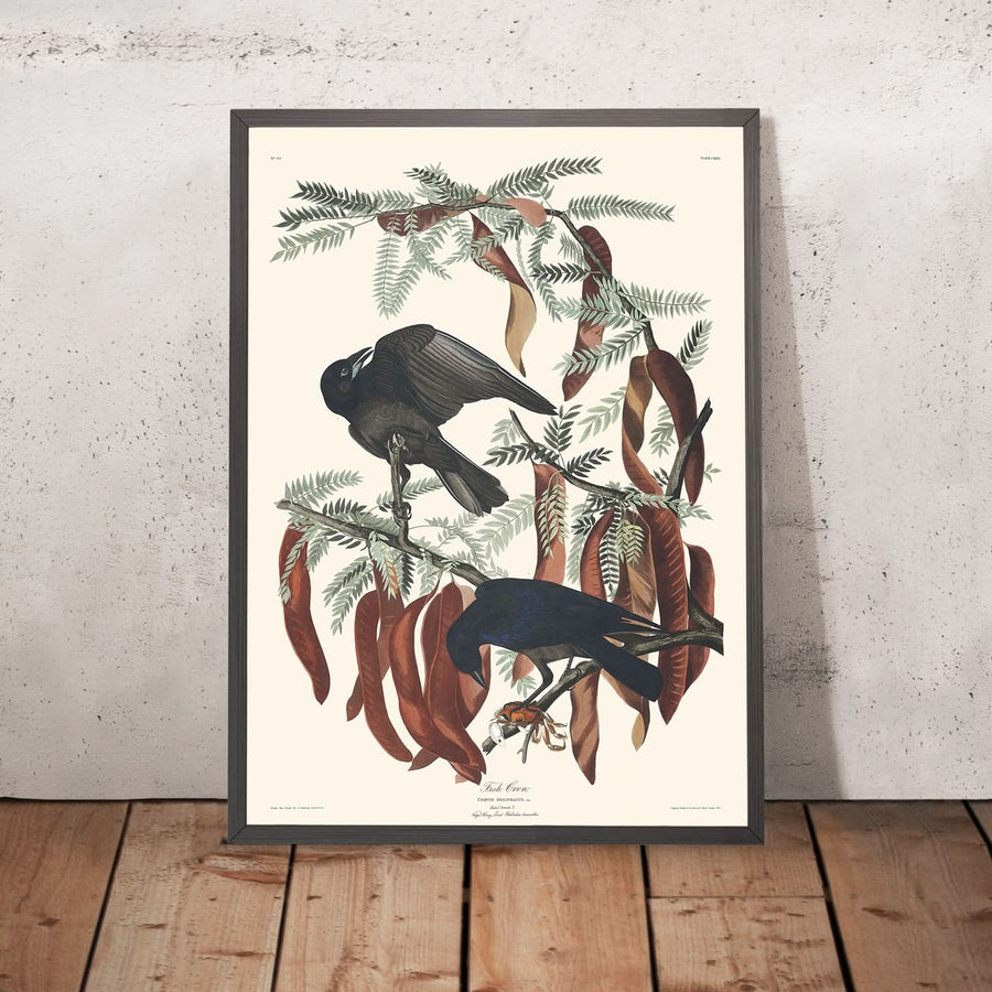 Corvo di mare da John James Audubon, 1827 