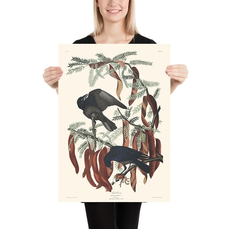 Corvo di mare da John James Audubon, 1827 