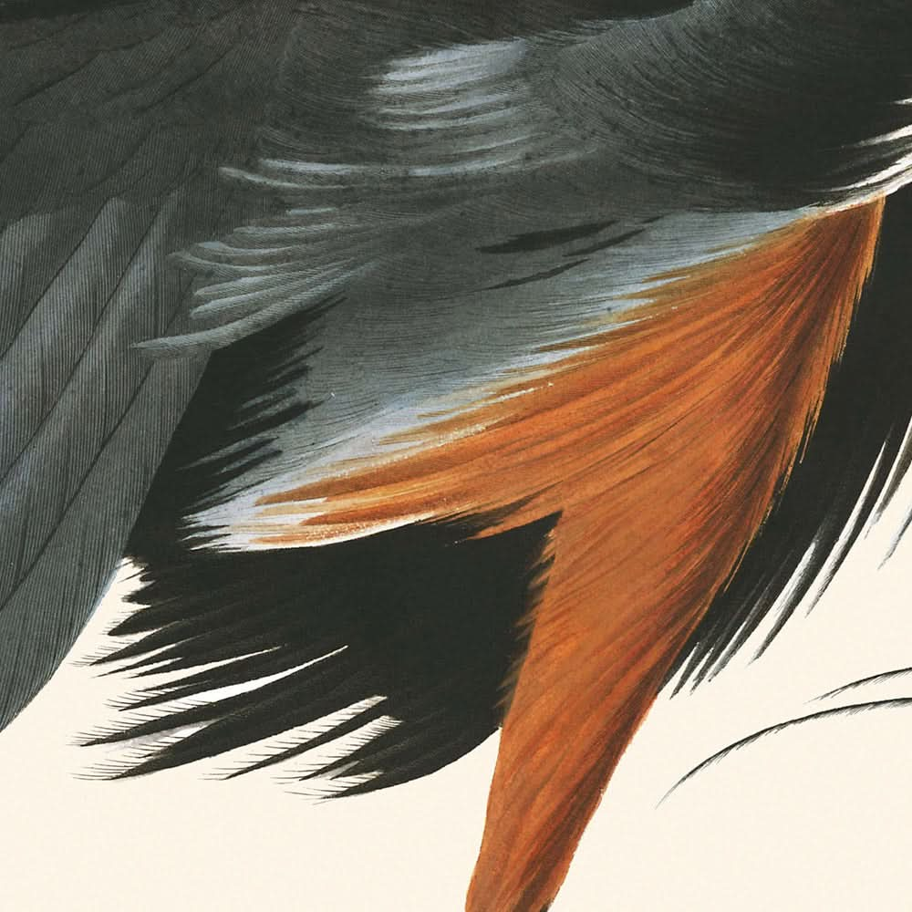 Great Blue Heron by John James Audubon, 1827