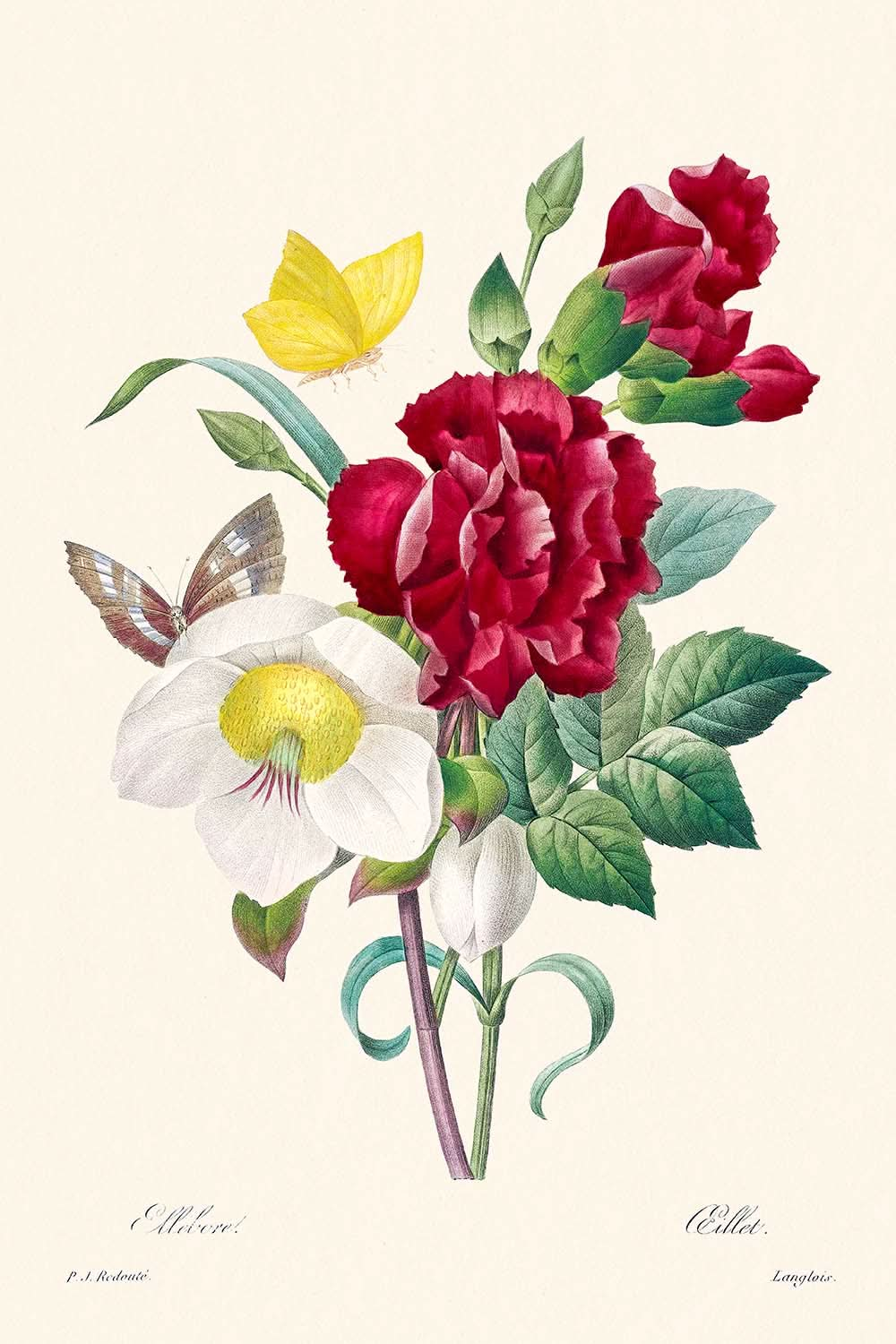 Hellebore and Oeillet by Pierre-Joseph Redouté, 1802